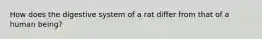 How does the digestive system of a rat differ from that of a human being?