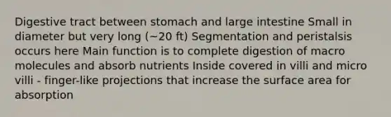 Digestive tract between stomach and large intestine Small in diameter but very long (~20 ft) Segmentation and peristalsis occurs here Main function is to complete digestion of macro molecules and absorb nutrients Inside covered in villi and micro villi - finger-like projections that increase the surface area for absorption