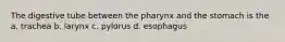 The digestive tube between the pharynx and the stomach is the a. trachea b. larynx c. pylorus d. esophagus