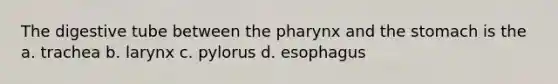 The digestive tube between the pharynx and the stomach is the a. trachea b. larynx c. pylorus d. esophagus