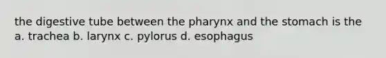 the digestive tube between the pharynx and the stomach is the a. trachea b. larynx c. pylorus d. esophagus