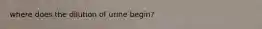 where does the dilution of urine begin?
