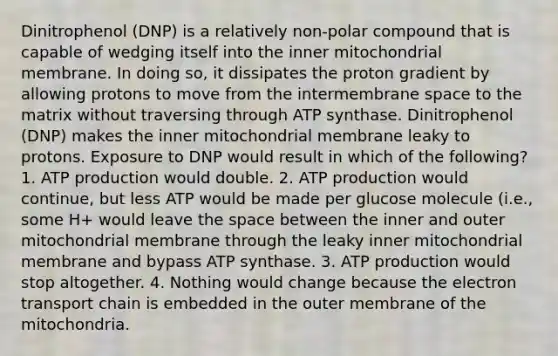 Dinitrophenol (DNP) is a relatively non-polar compound that is capable of wedging itself into the inner mitochondrial membrane. In doing so, it dissipates the proton gradient by allowing protons to move from the intermembrane space to the matrix without traversing through ATP synthase. Dinitrophenol (DNP) makes the inner mitochondrial membrane leaky to protons. Exposure to DNP would result in which of the following? 1. ATP production would double. 2. ATP production would continue, but less ATP would be made per glucose molecule (i.e., some H+ would leave the space between the inner and outer mitochondrial membrane through the leaky inner mitochondrial membrane and bypass ATP synthase. 3. ATP production would stop altogether. 4. Nothing would change because the electron transport chain is embedded in the outer membrane of the mitochondria.