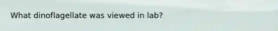 What dinoflagellate was viewed in lab?