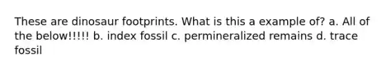 These are dinosaur footprints. What is this a example of? a. All of the below!!!!! b. index fossil c. permineralized remains d. trace fossil