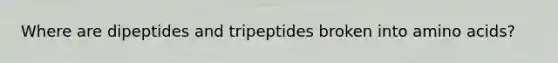 Where are dipeptides and tripeptides broken into amino acids?