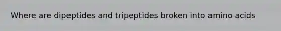 Where are dipeptides and tripeptides broken into amino acids