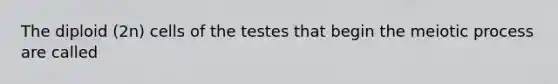 The diploid (2n) cells of the testes that begin the meiotic process are called