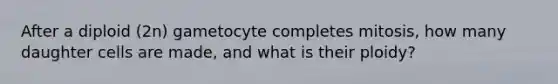 After a diploid (2n) gametocyte completes mitosis, how many daughter cells are made, and what is their ploidy?