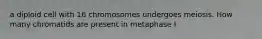 a diploid cell with 16 chromosomes undergoes meiosis. How many chromatids are present in metaphase I