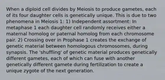 When a diploid cell divides by Meiosis to produce gametes, each of its four daughter cells is genetically unique. This is due to two phenomena in Meiosis 1: 1) Independent assortment: In metaphase 1 each daughter cell randomly receives either a maternal homolog or paternal homolog from each chromosome pair. 2) Crossing over in Prophase 1 creates the exchange of genetic material between homologous chromosomes, during synapsis. The 'shuffling' of genetic material produces genetically different gametes, each of which can fuse with another genetically different gamete during fertilization to create a unique zygote of the next generation.