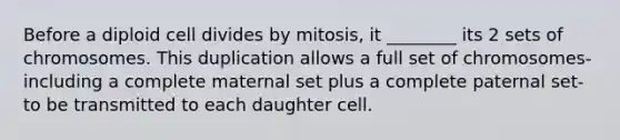 Before a diploid cell divides by mitosis, it ________ its 2 sets of chromosomes. This duplication allows a full set of chromosomes-including a complete maternal set plus a complete paternal set-to be transmitted to each daughter cell.