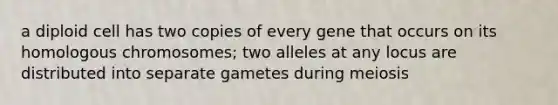 a diploid cell has two copies of every gene that occurs on its homologous chromosomes; two alleles at any locus are distributed into separate gametes during meiosis