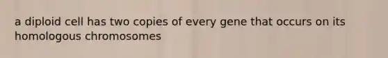 a diploid cell has two copies of every gene that occurs on its homologous chromosomes