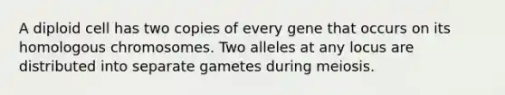 A diploid cell has two copies of every gene that occurs on its homologous chromosomes. Two alleles at any locus are distributed into separate gametes during meiosis.