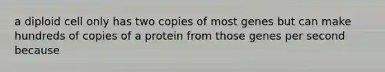 a diploid cell only has two copies of most genes but can make hundreds of copies of a protein from those genes per second because