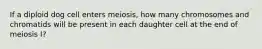 If a diploid dog cell enters meiosis, how many chromosomes and chromatids will be present in each daughter cell at the end of meiosis I?