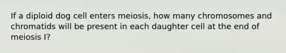 If a diploid dog cell enters meiosis, how many chromosomes and chromatids will be present in each daughter cell at the end of meiosis I?