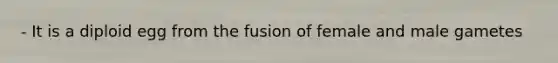 - It is a diploid egg from the fusion of female and male gametes