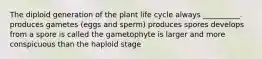 The diploid generation of the plant life cycle always __________. produces gametes (eggs and sperm) produces spores develops from a spore is called the gametophyte is larger and more conspicuous than the haploid stage