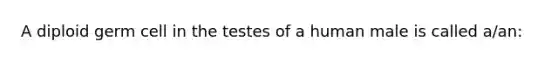 A diploid germ cell in the testes of a human male is called a/an: