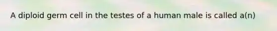 A diploid germ cell in the testes of a human male is called a(n)