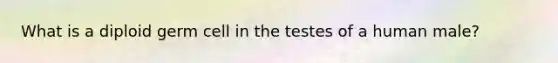 What is a diploid germ cell in the testes of a human male?