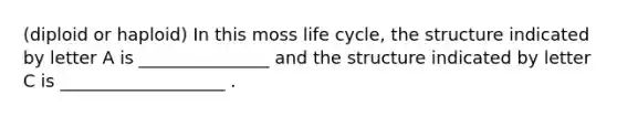 (diploid or haploid) In this moss life cycle, the structure indicated by letter A is _______________ and the structure indicated by letter C is ___________________ .