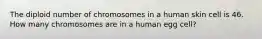 The diploid number of chromosomes in a human skin cell is 46. How many chromosomes are in a human egg cell?