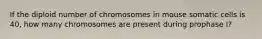 If the diploid number of chromosomes in mouse somatic cells is 40, how many chromosomes are present during prophase I?