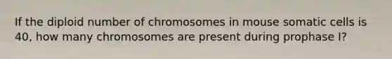 If the diploid number of chromosomes in mouse somatic cells is 40, how many chromosomes are present during prophase I?