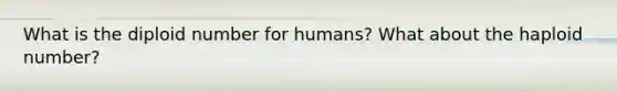 What is the diploid number for humans? What about the haploid number?