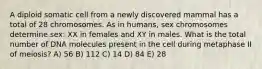 A diploid somatic cell from a newly discovered mammal has a total of 28 chromosomes. As in humans, sex chromosomes determine sex: XX in females and XY in males. What is the total number of DNA molecules present in the cell during metaphase II of meiosis? A) 56 B) 112 C) 14 D) 84 E) 28