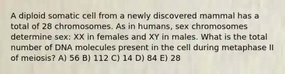 A diploid somatic cell from a newly discovered mammal has a total of 28 chromosomes. As in humans, sex chromosomes determine sex: XX in females and XY in males. What is the total number of DNA molecules present in the cell during metaphase II of meiosis? A) 56 B) 112 C) 14 D) 84 E) 28