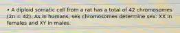 • A diploid somatic cell from a rat has a total of 42 chromosomes (2n = 42). As in humans, sex chromosomes determine sex: XX in females and XY in males.