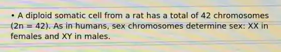 • A diploid somatic cell from a rat has a total of 42 chromosomes (2n = 42). As in humans, sex chromosomes determine sex: XX in females and XY in males.