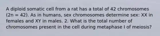 A diploid somatic cell from a rat has a total of 42 chromosomes (2n = 42). As in humans, sex chromosomes determine sex: XX in females and XY in males. 2. What is the total number of chromosomes present in the cell during metaphase I of meiosis?