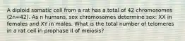 A diploid somatic cell from a rat has a total of 42 chromosomes (2n=42). As n humans, sex chromosomes determine sex: XX in females and XY in males. What is the total number of telomeres in a rat cell in prophase II of meiosis?