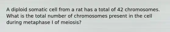 A diploid somatic cell from a rat has a total of 42 chromosomes. What is the total number of chromosomes present in the cell during metaphase I of meiosis?