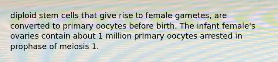 diploid stem cells that give rise to female gametes, are converted to primary oocytes before birth. The infant female's ovaries contain about 1 million primary oocytes arrested in prophase of meiosis 1.