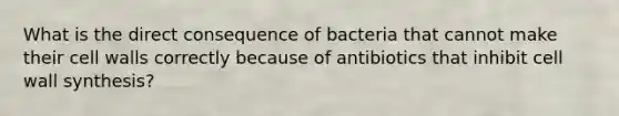 What is the direct consequence of bacteria that cannot make their cell walls correctly because of antibiotics that inhibit cell wall synthesis?