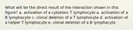 What will be the direct result of the interaction shown in this figure? a. activation of a cytotoxic T lymphocyte a. activation of a B lymphocyte c. clonal deletion of a T lymphocyte d. activation of a helper T lymphocyte e. clonal deletion of a B lymphocyte