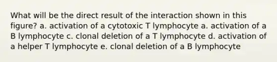 What will be the direct result of the interaction shown in this figure? a. activation of a cytotoxic T lymphocyte a. activation of a B lymphocyte c. clonal deletion of a T lymphocyte d. activation of a helper T lymphocyte e. clonal deletion of a B lymphocyte