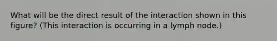 What will be the direct result of the interaction shown in this figure? (This interaction is occurring in a lymph node.)