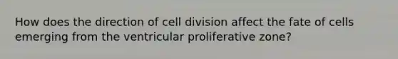 How does the direction of cell division affect the fate of cells emerging from the ventricular proliferative zone?