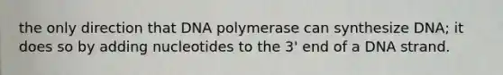 the only direction that DNA polymerase can synthesize DNA; it does so by adding nucleotides to the 3' end of a DNA strand.