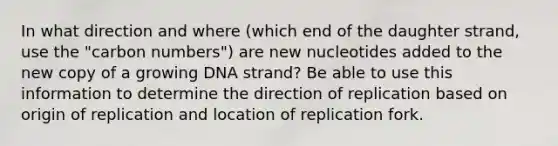 In what direction and where (which end of the daughter strand, use the "carbon numbers") are new nucleotides added to the new copy of a growing DNA strand? Be able to use this information to determine the direction of replication based on origin of replication and location of replication fork.