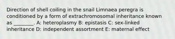 Direction of shell coiling in the snail Limnaea peregra is conditioned by a form of extrachromosomal inheritance known as ________. A: heteroplasmy B: epistasis C: sex-linked inheritance D: independent assortment E: maternal effect