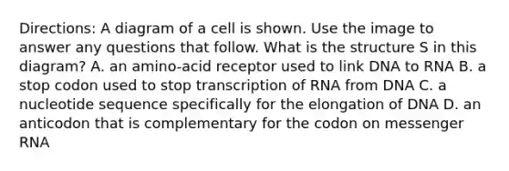 Directions: A diagram of a cell is shown. Use the image to answer any questions that follow. What is the structure S in this diagram? A. an amino-acid receptor used to link DNA to RNA B. a stop codon used to stop transcription of RNA from DNA C. a nucleotide sequence specifically for the elongation of DNA D. an anticodon that is complementary for the codon on messenger RNA