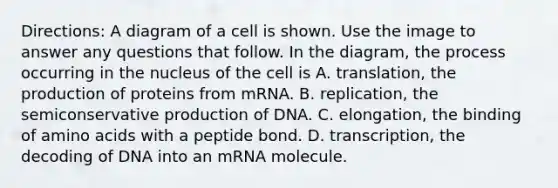 Directions: A diagram of a cell is shown. Use the image to answer any questions that follow. In the diagram, the process occurring in the nucleus of the cell is A. translation, the production of proteins from mRNA. B. replication, the semiconservative production of DNA. C. elongation, the binding of amino acids with a peptide bond. D. transcription, the decoding of DNA into an mRNA molecule.